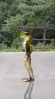 Dancing Frog, Thursday Humor, Funny Dancing, Dancing Animals, Good Morning Funny Pictures, Foto Langka, Funny Animated Cartoon, Funny Cartoon Pictures, Funny Good Morning Quotes