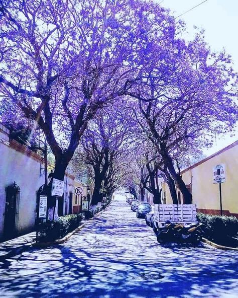 Tlaxcala centro. Caratulas Ideas, Beauty Places, Tree Line, Cool Places, Where The Heart Is, Wonderful Places, Places To Travel, The Incredibles, Wonder