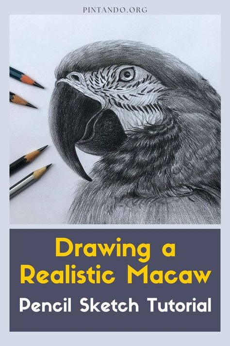 In this tutorial, we will guide you through the process of drawing a stunning and lifelike macaw using just a pencil. Whether you're a seasoned artist or a beginner looking to explore the world of bird drawing, this step-by-step guide will help you bring a vibrant macaw to life on paper. Macaws, known for their brilliant plumage and charismatic personalities, make for captivating subjects in art. With their vibrant colors and intricate details, capturing their essence on a blank canvas can... Pencil Sketch Tutorial, Macaw Art, Sketch Tutorial, Pencil Drawings Of Animals, Bird Drawing, Sketches Tutorial, Bird Drawings, Drawing Lessons, A Pencil