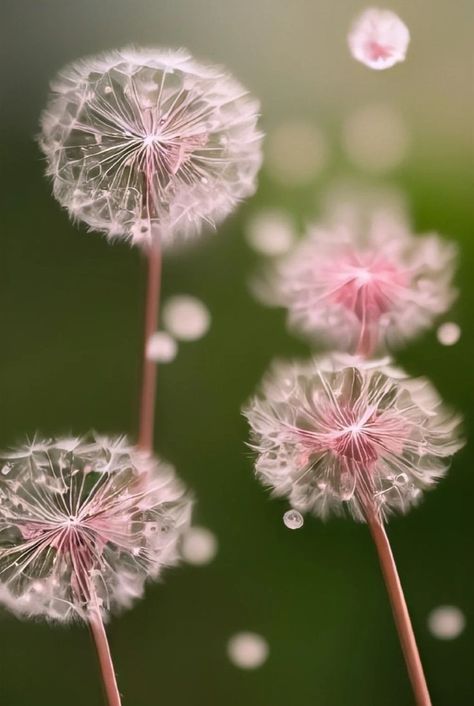 #zicxa-photos #zicxa #images #background #wallpaper #freepik #shutterstock #VN Dandelion Crown, Pink Dandelion, Dandelion Coffee, Crown Images, Guilty Crown, Amazing Wallpapers, Dandelion Art, Dandelion Wishes, Iphone Wallpaper Stills