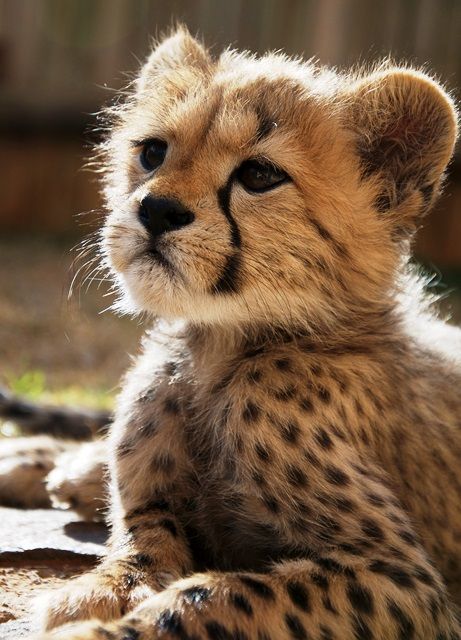 Baby Cheetah, Cheetah Cubs, Exotic Cats, Super Cute Animals, Pretty Animals, Cheetahs, Fluffy Animals, Cute Wild Animals, Cute Animal Photos