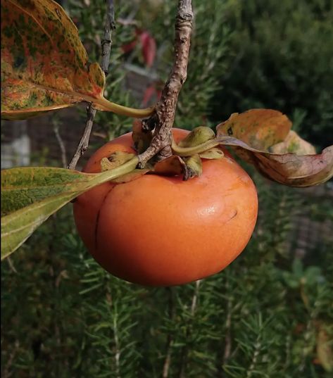 Savoring the sweetness of fall with Japanese persimmons, also known as Kaki! 🍂🧡 Swipe through to explore the juicy delights of this autumn fruit that graces Japanese orchards and tables. 🇯🇵🍊 Persimmon Aesthetic, Japanese Persimmon, Asian Fruit, Autumn Fruit, Persimmon Recipes, Persimmon Fruit, Fall Fruits, Plant Ideas, Persimmon