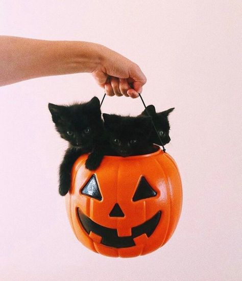 Cat Celebrating, Cheezburger Cat, Halloween Facts, Pretty Pumpkins, Shock And Awe, Kinds Of Cats, Pet Photographer, Halloween Photoshoot, Ghost Cat