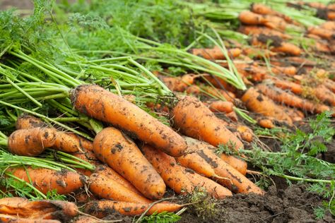 When To Harvest Carrots, Carrot Varieties, Zero Calorie Foods, Growing Carrots, Daucus Carota, Summer Harvest, Carrot Seeds, Inflammatory Foods, Fall Plants