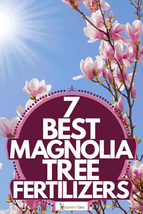 Magnolia Tree Care Tips, Propagating Magnolia Tree, How To Grow Magnolia Tree Seeds, Magnolia Tree Types, Magnolia Tree Landscaping, Magnolia Shrub, Magnolia Bush, Jane Magnolia Tree, Saucer Magnolia Tree