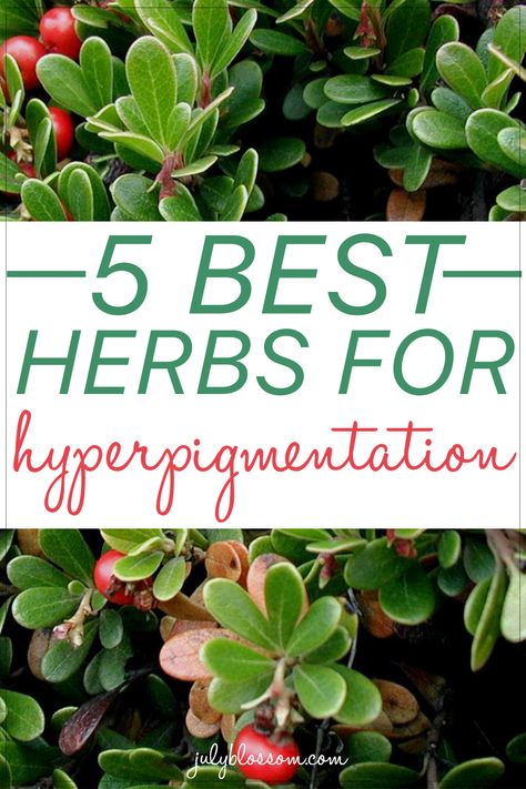 Top Herbs For Health, Skin Care Herbs, Herbs For Hyperpigmentation, Herbs For Glowing Skin, Herbs For Acne, Carrier Oils For Skin, Herb Life, Beauty In Everything, Skin Hyperpigmentation