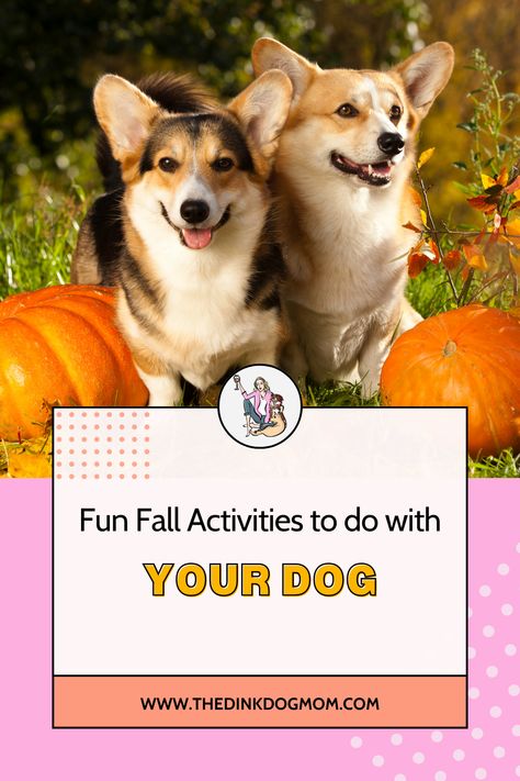 Get into the season of fall with your dog with fun, autumn-inspired activities. Dog Fall Activities, Bored Dog Activities, Animal Assisted Therapy Activities Dogs, Ways To Keep Your Dog Entertained, Dog Enrichment Ideas Brain Games, Dog Puzzle Toys, Dog Puzzles, Dog Enrichment, Spooky Movies