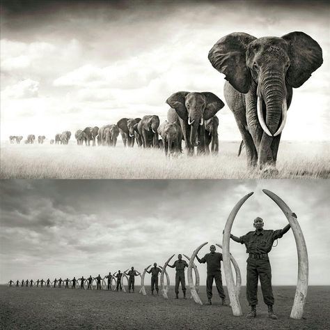 Veganism Quotes, Nick Brandt, Luck Spells, Majestic Creatures, Vegan Quotes, Stop Animal Cruelty, Save The Elephants, Animal Advocacy, Elephant Love