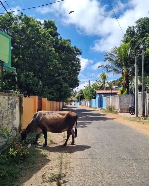 An ode to Jaffna (Sri Lanka)! Why Jaffna is so special to us (Manusha, Seyamie and Asvin)? You will find out in episode 32!! Pictures by @a_born_traveller Jaffna Sri Lanka, Sri Lanka Travel, May 31, Sri Lanka, Podcast, Travel, On Instagram, Quick Saves, Instagram