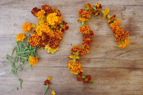 Bc of no eucalyptus blossoms, maybe just a touch of marigold. Another childhood memory. Drying Marigold Flowers, Dried Marigold Garland, Drying Marigolds, Marigold Tincture, Marigold Garden, Marigolds In Garden, Dried Marigold, Summer Herbs, Herb Tinctures