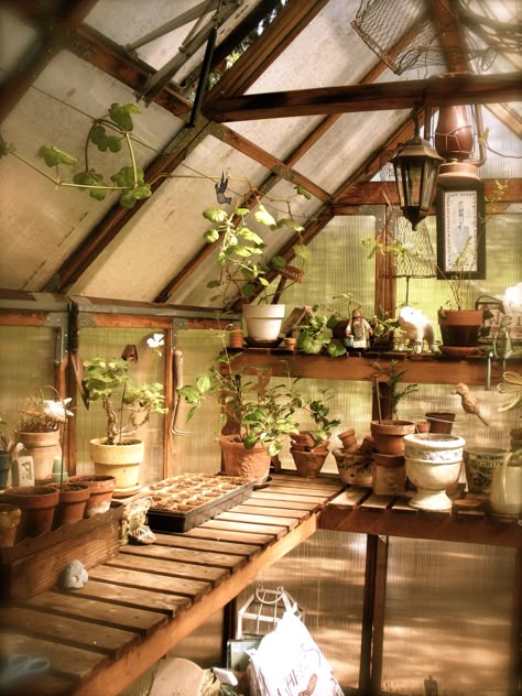 My little greenhouse was a Birthday gift to me by my husband Ken...we bought the kit and he put it together.  :o) Zen Altar, Greenhouse Shelves, Mystic Garden, Greenhouse Supplies, Greenhouse Shed, Greenhouse Interiors, Greenhouse Ideas, Home Greenhouse, Backyard Greenhouse