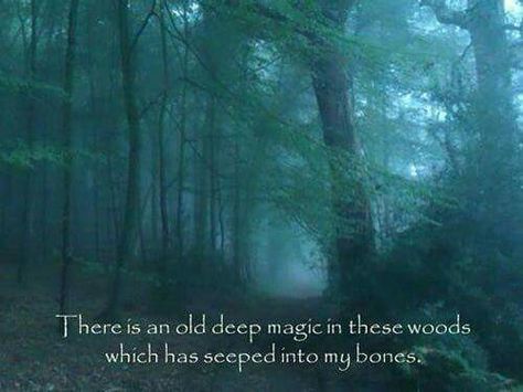 Viking Nature Quotes Trees, Forest Quotes, Citation Nature, Mother Nature Quotes, Into The Woods Quotes, Forest Bathing, Wild Apple, Landscape Photography Nature, Walk In The Woods