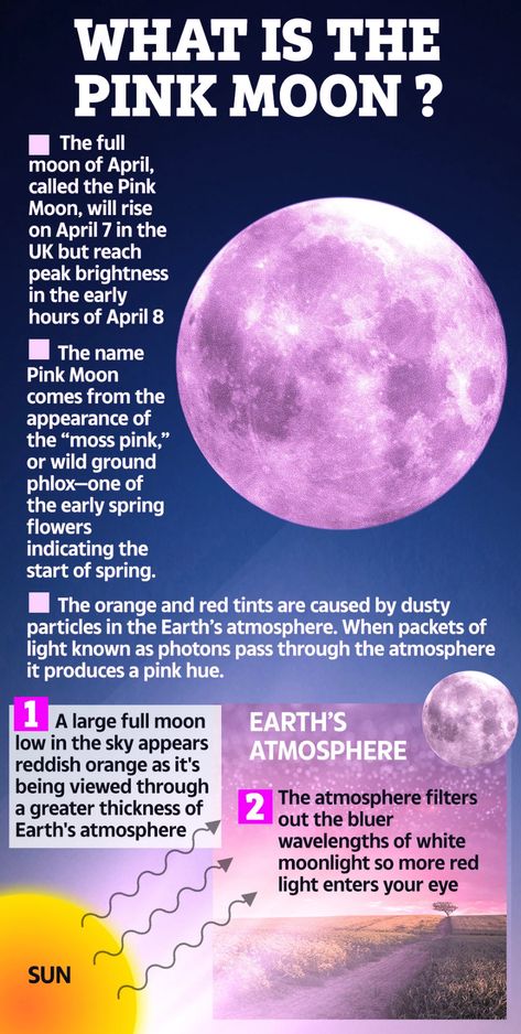 Tonight’s Super Pink Moon linked to ‘end of days’ omen, a ‘rebirth’ and increased seismic activity Pink Moon Meaning, Moon Chart, Sturgeon Moon, Moon Meaning, Early Spring Flowers, Strawberry Moons, New Moon Rituals, Full Moon Ritual, Earth Atmosphere