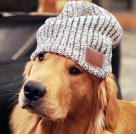 Golden in a love your melon beanie Golden Retriever Photography, Love Your Melon Beanie, Love Your Melon, Dog Nose, Animal Hats, Blue Heeler, Golden Retrievers, Cute Creatures, Animal Fashion