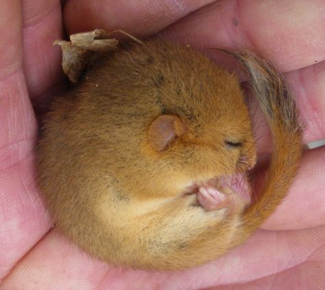 Another sleeping dormouse  Credit:  J. Stuart Dormouse Tattoo, Sleeping Dormouse, Watercolour Projects, Mouse Sleeping, Sleeping Mouse, Tapioca Pudding, Outside The Window, Field Mouse, West Cornwall