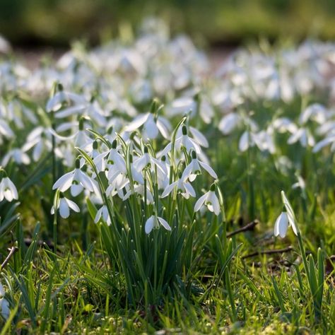 After The Dark, Woodland Trust, First Signs Of Spring, Signs Of Spring, Spring Sign, Natural Baby, Spring 2024, After Dark, Rainy Days