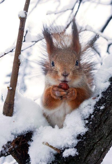 Winter Squirrel, Squirrel Pictures, Cute Squirrel, A Squirrel, Red Squirrel, Winter Animals, Silly Animals, Cute Animal Photos, Wildlife Animals