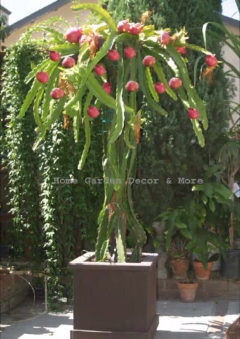 Sweet red dragon fruit: HYLOCEREUS UNDATUS HYBRID "VIETNAMESE". EPIPHYLLUM/ ORCHID CACTUS. This rare variety is self pollinating (only one plant needed). Unlike other dragon fruit plants, it will set fruit without being hand pollinated, very fertile, produces a lot of fruit up to 2 lbs. Its origin is Vietnam, the number one export of dragon fruit in the world. White flesh, bright pink skin. Great for cocktails, smoothies, jams, juice, garnish or eaten out of hand. Blooms all summer, huge flowers Dragon Fruit Garden, Vietnamese Dragon, Hylocereus Undatus, Como Plantar Pitaya, How To Grow Dragon Fruit, Dragon Fruit Tree, Dragon Fruit Cactus, Dragon Fruit Plant, Buah Naga