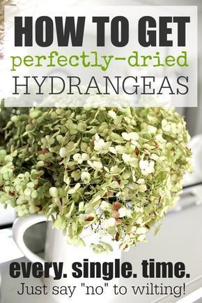 Dried Hydrangeas Decor Ideas, Dried Hydrangeas Centerpiece, Dry Hydrangeas, Preserved Hydrangea, Limelight Hydrangea, Growing Peonies, Garden Pallet, Hydrangea Centerpiece, Hydrangea Arrangements