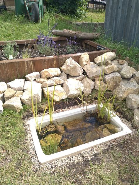 This little pond was simple to make and is a perfect haven for the wildlife in out garden Wildlife Container Pond, Wildlife Friendly Backyard, Mini Wildlife Pond, Small Wildlife Pond Ideas, Wildlife Ponds For Small Gardens, Small Wildlife Pond, Toad Pond, Belfast Sink Garden, Wilderness Garden