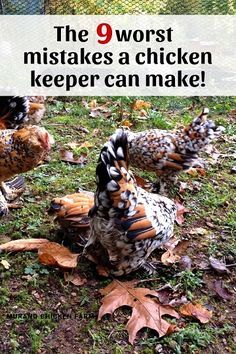 Chicken Coop Garden, Raising Chicken, Backyard Chicken Coop Plans, Urban Chickens, Backyard Chicken Farming, Raising Backyard Chickens, Chicken Coop Designs, Chicken Garden, Diy Chicken