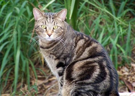 Classic Tabby Cat, Tabby Cat Pictures, Brown Tabby Cat, Brown Tabby, F2 Savannah Cat, Tabby Cats, Cats Musical, Cat Spray, Ragdoll Kitten