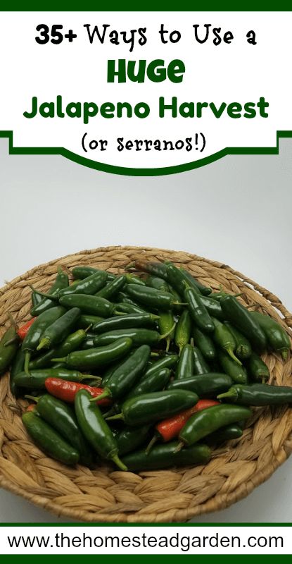 Ways To Use Jalapenos, Uses For Jalapeno Peppers, Preserving Jalapeno Peppers, What To Do With Fresh Jalapenos, How To Can Jalepeno, Candied Serrano Peppers, Drying Jalapeno Peppers, What To Do With Excess Jalapenos, Preserve Jalapeno Peppers