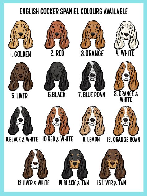 English Cocker Spaniel ID Tag - 4. White Cocker Spaniel Colors, Cocker Spaniel Cartoon, Show Cocker Spaniel, Cocker Spaniel Breeds, Spaniel Cocker, Spaniel Breeds, Spaniel Art, Luxury Dog Collars, Cute Dog Collars