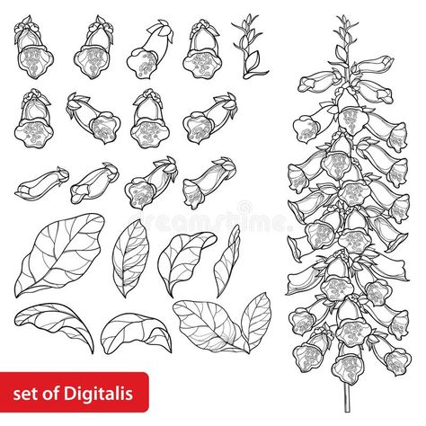 Vector set of outline toxic Digitalis purpurea or foxglove flower bunch, bud and leaf in black isolated on white background. Poisonous contour foxglove plant royalty free illustration Posion Flowers, Foxglove Drawing Simple, Foxglove Tattoo Simple, Foxglove Flower Drawing, Foxglove Drawing, Foxglove Illustration, Foxglove Tattoo, Embroidery Reference, Foxglove Plant