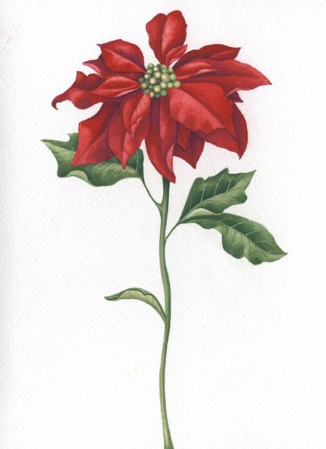 Pointsetta Plant Drawing, Poinsettia Tattoo, Poinsettia Drawing, Xmas Tattoo, Poinsettia Cards, Watercolor Projects, Advocate Art, Poinsettia Flower, Christmas Poinsettia