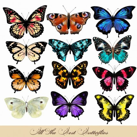 Coloured butterflies collection Premium Vector Colour Butterfly Tattoo, Colourful Butterfly Tattoo, Butterfly Colours, Colour Butterfly, Butterfly Colors, Coloured Butterfly, Borboleta Tattoo, Colorful Butterfly Tattoo, Colourful Butterflies