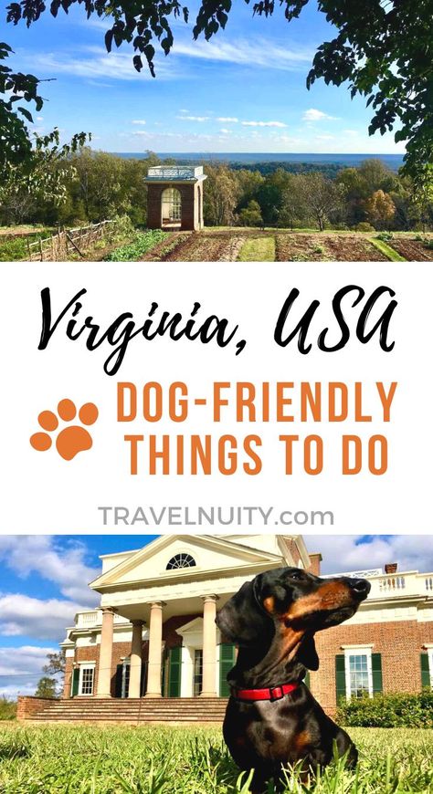 From the beaches to the mountains, along with plenty of historical sites, find out the best dog-friendly things to do in Virginia. Dog Friendly Vacation East Coast, Things To Do In Virginia, East Coast Vacation, Dog Friendly Vacation, Virginia Vacation, East Coast Travel, East Coast Road Trip, Norfolk Virginia, Vacation Locations