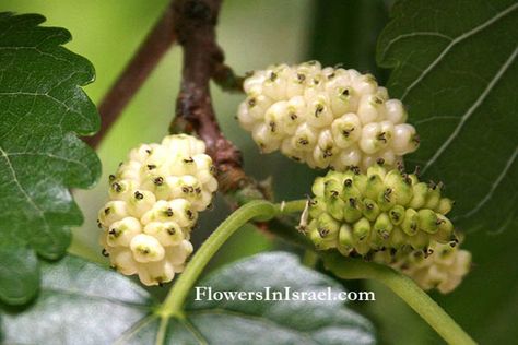 Common name:	 	White Mulberry   Flowering Period:	 	 February, March, April Mulberry Benefits, Mulberry Tea, Mulberry Recipes, Mulberry Fruit, White Mulberry, Easter Eggs Chocolate, Mulberry Tree, Diy Remedies, Easter Eggs Diy