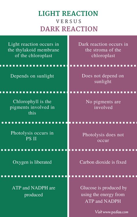 Difference Between Light and Dark Reaction | Definition, Characteristics, Function Science Barbie, Chemistry Concepts, Light Reaction, Biological Science, Learn Biology, Physics Formulas, Medical School Life, Basic Anatomy And Physiology, Biology Facts