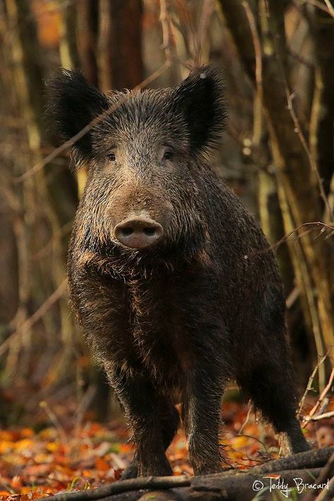 Aesthetic Wildlife, European Wildlife, Boar Hunting, Tier Tattoo, Wild Pig, Animals Tattoo, Tattoo Nature, Wild Hog, Interesting Animals