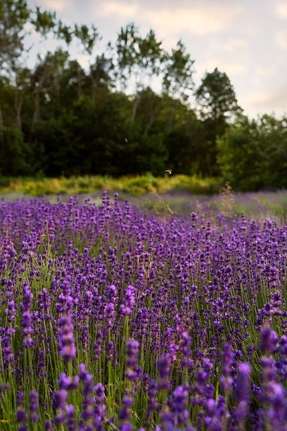 Foto grátis bela paisagem com lavanda | Free Photo #Freepik #freephoto #campo-lavanda #flores #flores-naturais #campo-florido Lavanda Aesthetic, Farm Photo, Free Photo, Beautiful Places, It Cast, Cottage, Romance, Forest, Photographer