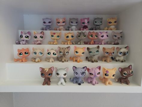 Update On my new kitties on their shelf Pet Shop Display, Lps Display, Lps Shorthair, Lps Toys, Littlest Pet Shop, Shop Display, Lps, Pet Shop, Room Ideas