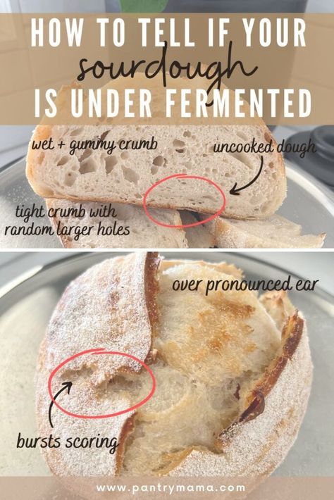 5 Ways To Tell If Your Sourdough Is Under Fermented ... and how to fix it - The Pantry Mama Sourdough Bread Problems, Low Hydration Sourdough Recipe, Classic Sourdough Bread, Overproofed Vs Underproofed Sourdough, Ben Starr Sourdough, Underproofed Sourdough, Proofing Sourdough Bread, Basic Sourdough Bread Recipe, Sourdough Mistakes