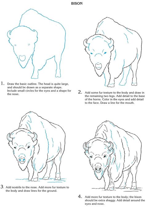 Creative Haven How To Draw Wild Animals Of North America - (doverpublications) Animals Of North America, Buffalo Painting, Buffalo Animal, Bison Art, Buffalo Art, Southwest Art, Drawing Supplies, Wow Art, Animal Sketches