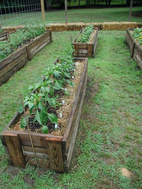 Strawbale Gardening, Straw Bale Gardening, Building A Raised Garden, Straw Bale, Have Inspiration, Vegetable Garden Design, Garden Boxes, Garden Bed, Garden Structures