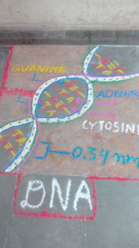 science rangoli competition Rangoli Competition, Delhi College, Zakir Hussain, Rangoli Designs For Competition, University Of Delhi, Science Notes, Science Themes, Rangoli Designs, Kids Rugs