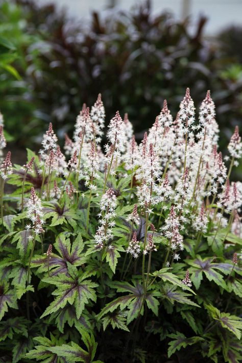 (Tiarella 'Spring Symphony') Sweet-smelling, 10-inch-high pink cones top leaves with burgundy stripes that intensify come autumn. Zones 4-9; full shade; blooms late spring/early summer Blue Flowering Shrubs, Deer Resistant Garden, Shade Landscaping, Front Landscape, Easy Perennials, Shade Loving Perennials, Foam Flower, Backyard Shade, Deer Resistant Plants