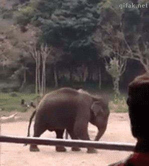 This elephant that actually wants to be the next football icon: | 11 People Doing Things Their Way And Killing It Playing With Dog, Baby Elephants Playing, Elephant Gif, Elephants Playing, Baby Elephants, Elephant Love, An Elephant, Sweet Animals, Funny Animal Pictures