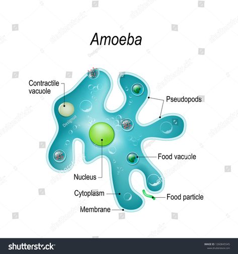 Amoeba unicellular animal with pseudopods that lives in fresh or saltwater. Anatomy of an amoeba. illustration for medical, educational and science use #Ad , #SPONSORED, #pseudopods#lives#fresh#Amoeba Biology Drawing, Science Diagrams, Biology Projects, Cellular Respiration, Iphone Wallpaper Stills, Biology Notes, Diagram Design, Science Biology, Nature Art Painting