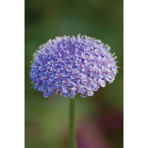 Didiscus 'Blue Lace' from Sarah Raven: Beautiful pale blue, flat lacy umbels, didiscus blue lace is lovely on its own, or used as a scented filler. Blue Lace Flower, Petals In The Wind, Japanese Garden Ideas, Long Vase, Interesting Plants, Future Garden, Ideas For Garden, Flower Collection, Unusual Flowers