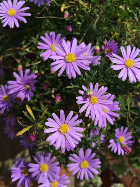 Purple Daisies Aesthetic, Daisy Flower Purple, Ying Yang Art, Daisy Purple, Live Flowers, Outdoor Pallet Projects, Tiktok Challenge, Stony Brook, Flower Face