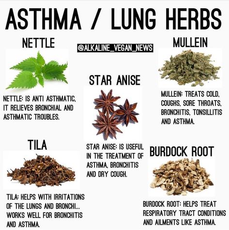 If you have Asthma or any sort of bronchial issues, these herbs will help. You may take them all together or you… Herbal Remedies Recipes, Medical Herbs, Lungs Health, Natural Healing Remedies, Herbal Healing, Home Health Remedies, Herbs For Health, Healing Food, Natural Health Remedies