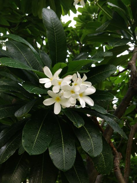 How the flower blooms after the rain rejuvenates it No Rain No Flowers, After The Rain, Sky Aesthetic, White Flower, The Rain, White Flowers, Plants, Flowers, Photography