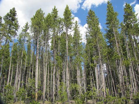 80% of Yellowstone is covered in forest, and 80% of those trees are Lodge-pole Pine (Pinus contorta). I like to call these dense stands "match stick stands" because they are meant to burn. Lodge Pole Pine Tree, Lodgepole Pine Tree, Lodgepole Pine, Forearm Sleeve, Rolling Door, Match Stick, Color Reference, Pine Forest, Wood Doors Interior