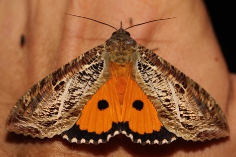 Underwing Moth, Bug Facts, Cool Animals, A Log, New Guinea, Love Bugs, Cute Creatures, Black Dots, Snakes